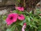 Tapak dara close up. Tropical flower. Its scientific name is Catharanthus roseus Don.