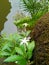 Tapak liman or kitolod flowers are small beautiful white flowers