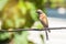 Tapdog, creeper, bird of the passerine family sitting on the wire and looking close up