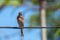 Tapdog, creeper, bird of the passerine family sitting on the wire and looking close up