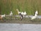 A Tapestry of Avian Elegance: Painted Storks, Spoonbill, and Black-headed Ibis by the Lakeside