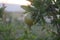 A Tapestry of Life: The Journey of Growing Pomegranates on the Plant