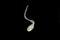 Tapeworms (Cestoda: Caryophyllidea), Parasites of Fish under the microscope for education