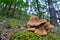 Tapinella atrotomentosa mushrooms