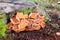 Tapinella panuoides autumn mushroom growing on dead tree trunk