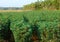 Tapioca - Cassava - Plantation in Kerala, India