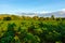 Tapioca farm, potato farm, tapioca plantation growth and mountain background. farm, and agriculture vegetable concept