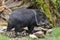 Tapir