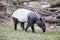 Tapir