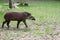 Tapir