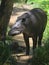 A Tapir in the Amazon rainforest