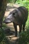 A Tapir in the Amazon rainforest