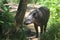 A Tapir in the Amazon rainforest