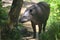 A Tapir in the Amazon rainforest