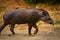 Tapir in amazon rainforest, Yasuni National Park