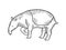 Tapir animal sketch engraving vector