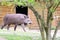 Tapir anta - Tapirus terrestris in a garden on the grass between trees, with a blurred background of a wooden building.