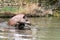 Tapir anta - Tapirus terrestris in a river, with a blurred background.