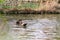 Tapir anta - Tapirus terrestris in a river, with a blurred background.