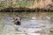 Tapir anta - Tapirus terrestris in a river, with a blurred background.