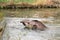 Tapir anta - Tapirus terrestris in a river, with a blurred background.