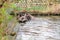 Tapir anta - Tapirus terrestris in a river, with a blurred background.