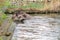 Tapir anta - Tapirus terrestris in a river, with a blurred background.