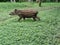 Tapir baby in the jungle - Peru South America