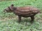 Tapir baby in the jungle - Peru South America