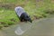 TAPIR DE MALAISIE tapirus indicus