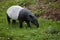 TAPIR DE MALAISIE tapirus indicus