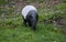 TAPIR DE MALAISIE tapirus indicus