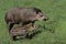 TAPIR DU BRESIL tapirus terrestris
