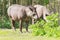 Tapir eating fresh leaves