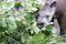 Tapir eating fresh leaves