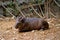 Tapir, Ecuador wild life, Guayaquil Historical Park