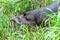 Tapir in ecuadorian Amazonia