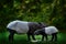 Tapir in the forest. Malayan tapir, Tapirus indicus, mother and young feeding in green vegetation. Cute big animal in the nature