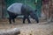 A tapir is looking for food. Tapir is a unique animal from Asia, commonly found in Indonesia. Tapir has a short proboscis and