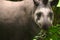 Tapir in Madidi National Park