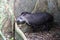 Tapir in Madidi National Park