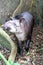 Tapir in Madidi National Park