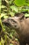 Tapir in Madidi National Park