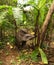 Tapir in Madidi National Park