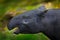 Tapir in nature. Malayan asian tapir tapirus indicus, in green vegetation. Close-up portrait of rare animal from Malaysia.