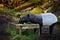 Tapir in nature. Malayan Asian tapir tapirus indicus, in green vegetation. Tapir feeding, Malaysia. Wildlife scene from tropical