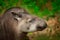 Tapir in nature. South American Tapir, Tapirus terrestris, in green vegetation. Close-up portrait of rare animal from Brazil. Wild