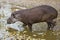 Tapir portrait while looking at you