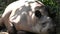 Tapir resting on the ground