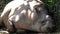 Tapir resting on the ground